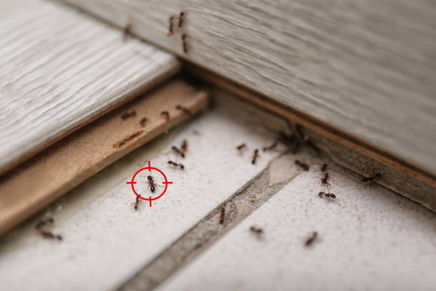 Best Pest Removal Services  in University Of Pittsburgh Johnstown, PA